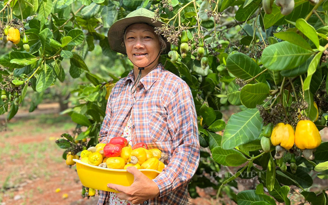 Nghị quyết số 11 về phát triển ngành điều Bình Phước đặt mục tiêu đến năm 2025, năng suất điều phải đạt 2,5 tấn/ha. Ảnh: Trần Khánh Nghị quyết số 11 về phát triển ngành điều Bình Phước đặt mục tiêu đến năm 2025, năng suất điều phải đạt 2,5 tấn/ha. Ảnh: Trần Khánh
