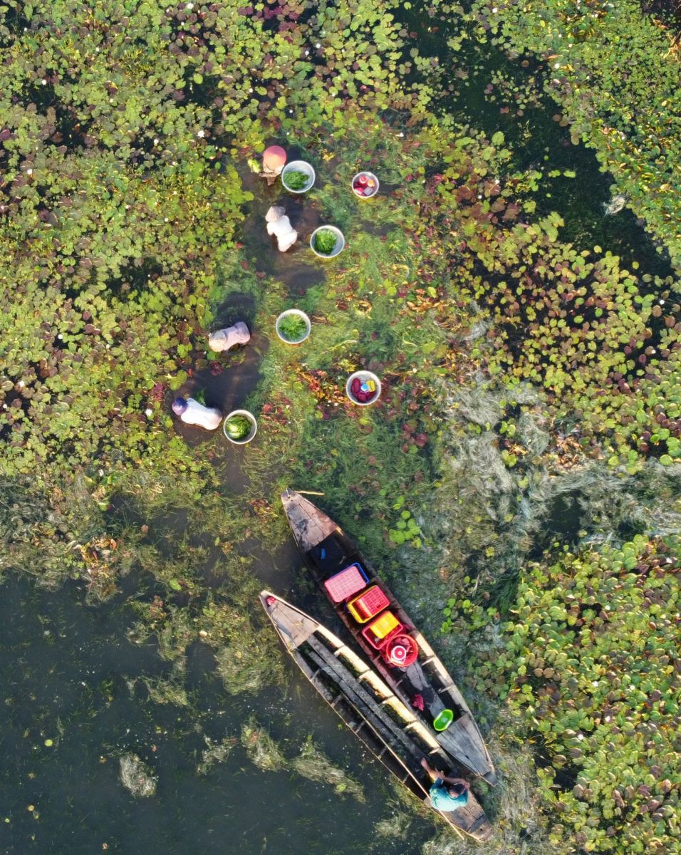 Ai ngờ thứ cây thủy sinh ăn mát gan, lợi tiểu, ở Long An thấy mọc la liệt, nông dân nhổ lên bán đắt hàng - Ảnh 3. Ai ngờ thứ cây thủy sinh ăn mát gan, lợi tiểu, ở Long An thấy mọc la liệt, nông dân nhổ lên bán đắt hàng - Ảnh 3.