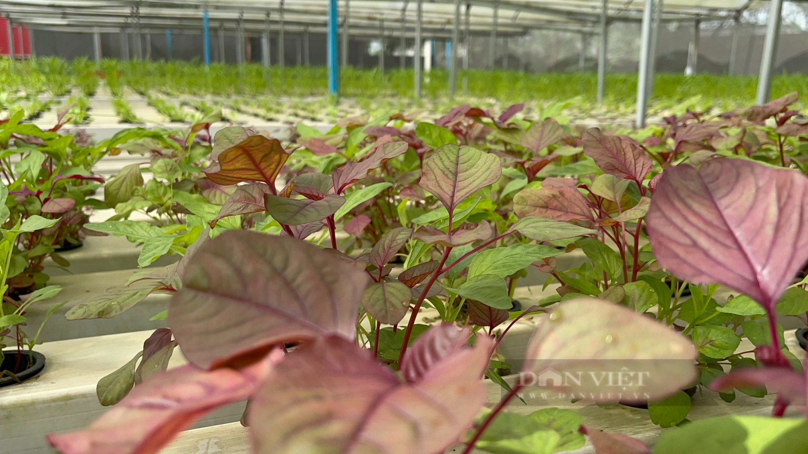 Trồng rau thủy canh, kỹ sư xây dựng “đút túi” 5 triệu mỗi ngày - Ảnh 6. Trồng rau thủy canh, kỹ sư xây dựng “đút túi” 5 triệu mỗi ngày - Ảnh 6.