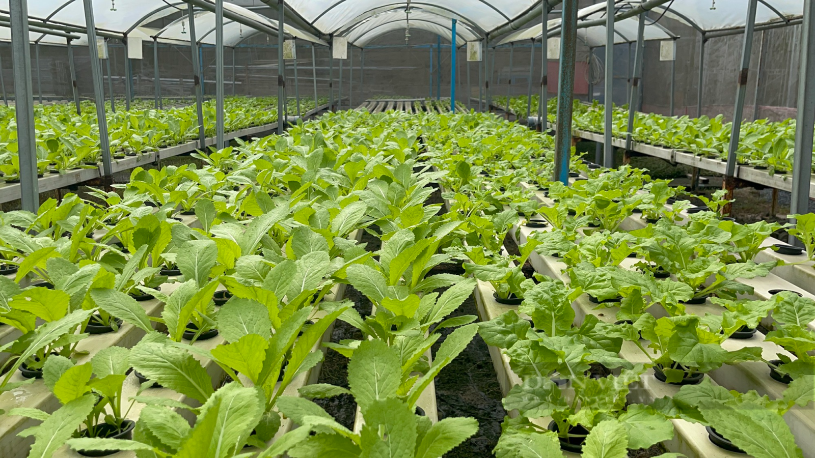 Trồng rau thủy canh, kỹ sư xây dựng “đút túi” 5 triệu mỗi ngày - Ảnh 4. Trồng rau thủy canh, kỹ sư xây dựng “đút túi” 5 triệu mỗi ngày - Ảnh 4.