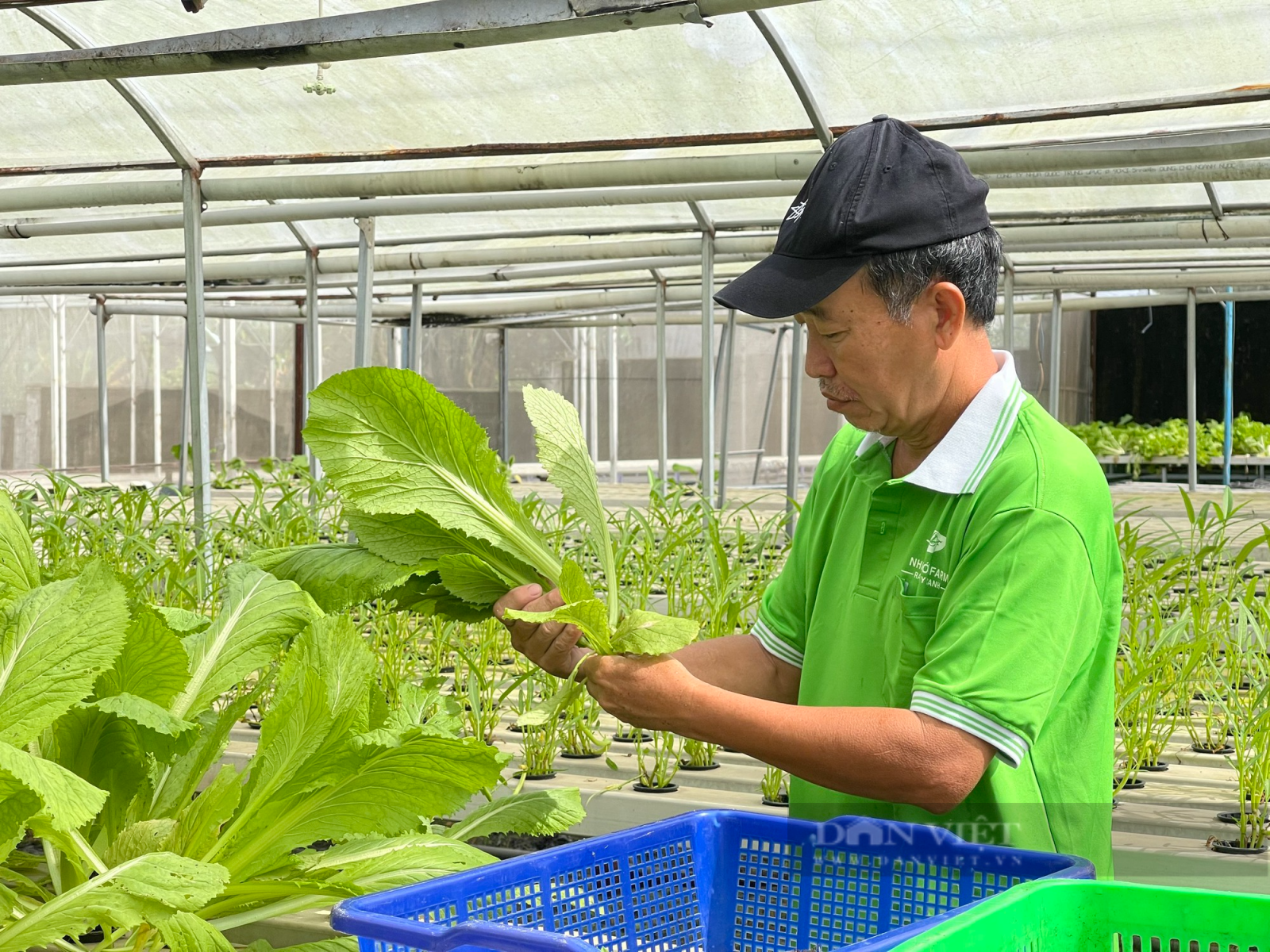 Trồng rau thủy canh, kỹ sư xây dựng “đút túi” 5 triệu mỗi ngày - Ảnh 7. Trồng rau thủy canh, kỹ sư xây dựng “đút túi” 5 triệu mỗi ngày - Ảnh 7.