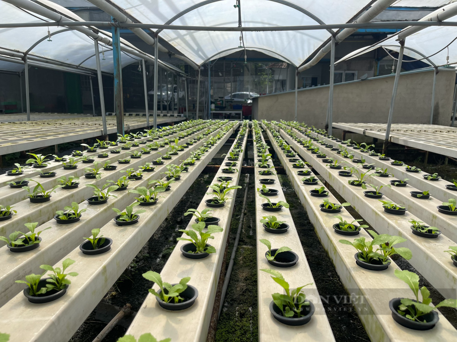 Trồng rau thủy canh, kỹ sư xây dựng “đút túi” 5 triệu mỗi ngày - Ảnh 5. Trồng rau thủy canh, kỹ sư xây dựng “đút túi” 5 triệu mỗi ngày - Ảnh 5.