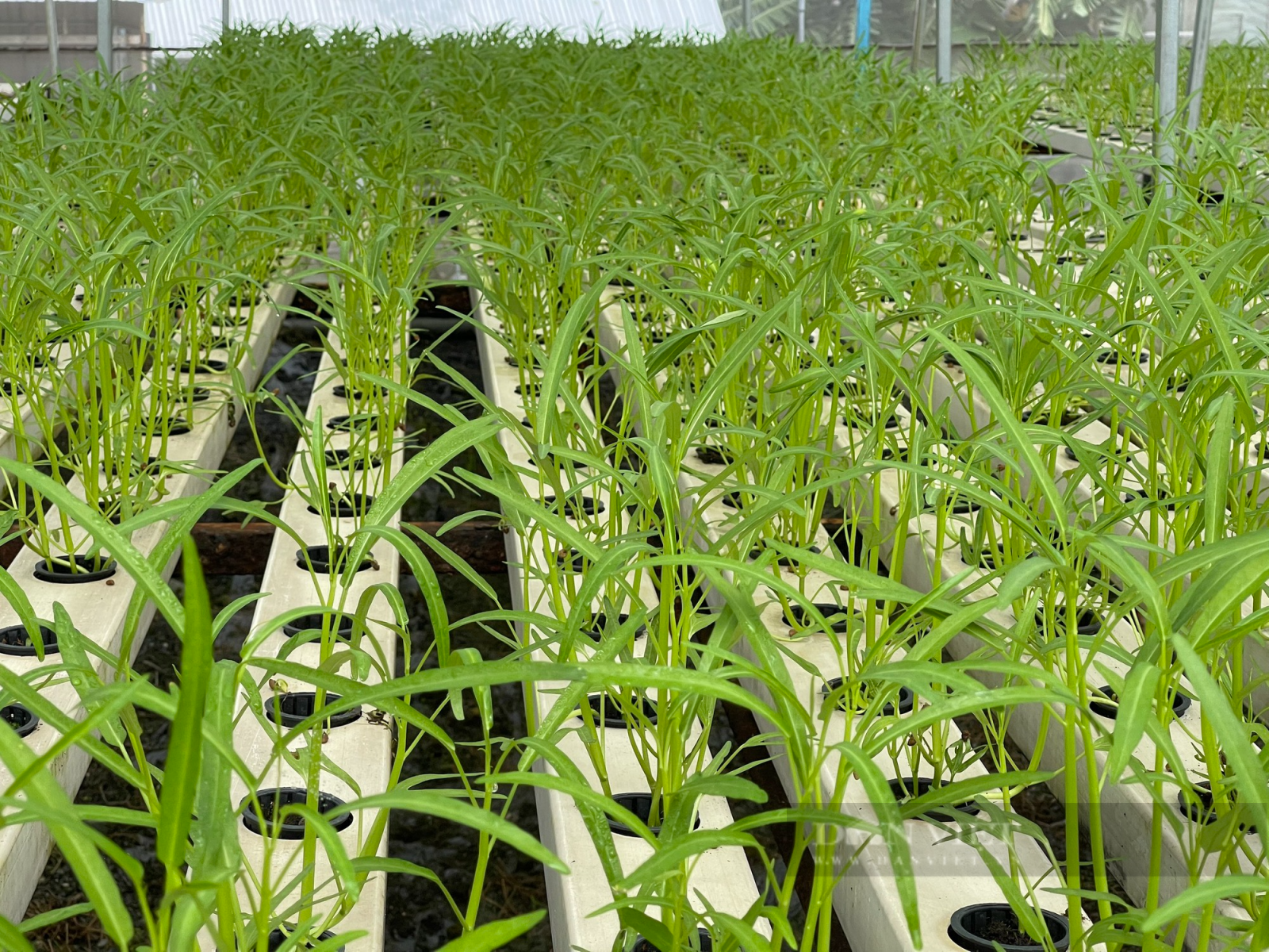 Trồng rau thủy canh, kỹ sư xây dựng “đút túi” 5 triệu mỗi ngày - Ảnh 2. Trồng rau thủy canh, kỹ sư xây dựng “đút túi” 5 triệu mỗi ngày - Ảnh 2.