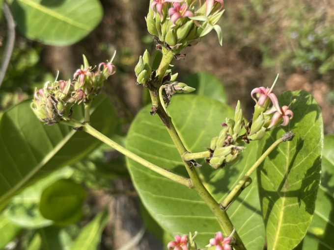 than-thu-dieu1-160252_53.jpg Bệnh thán thư trên cây điều. Ảnh: A.T.