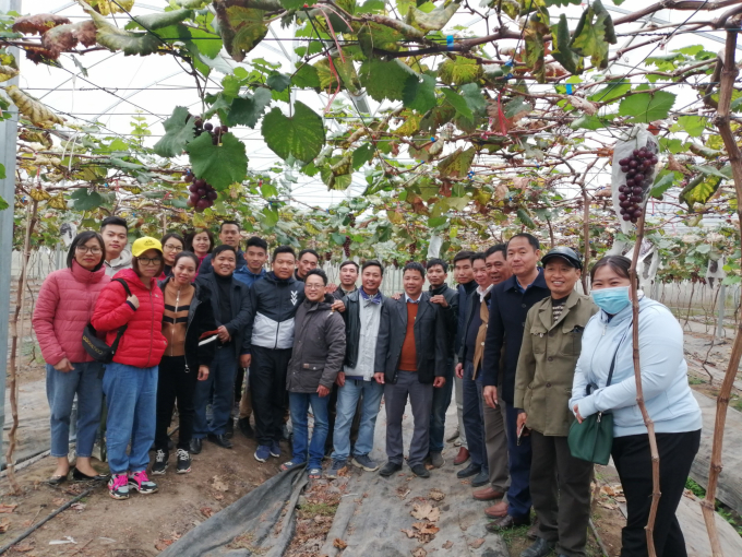 z2232639285247_88988850a27dc344b45b60db233688b7-1536_20201217_204.jpg Mô hình trồng nho Hạ Đen tại HTX Nông nghiệp Đồng Tâm 3 (xã Thường Thắng, huyện Hiệp Hòa, Bắc Giang) bước đầu cho hiệu quả. Ảnh: Trung Quân