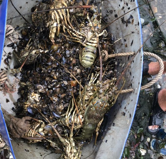 Tôm hùm chết do bị sốc nước ngọt. Ảnh: CTV.