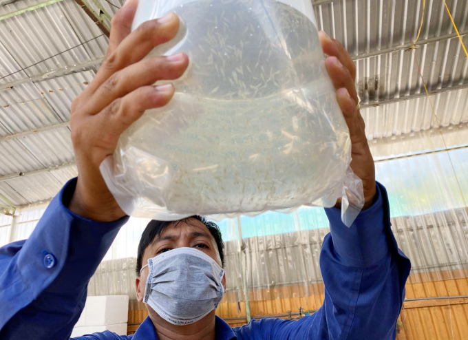 anh-3-1226_20210802_970.jpg Theo các doanh nghiệp sản xuất tôm giống càng xanh ở TP Cần Thơ, hiện việc vận chuyển tôm giống đang gặp khó khăn. Ảnh: Lê Hoàng Vũ.