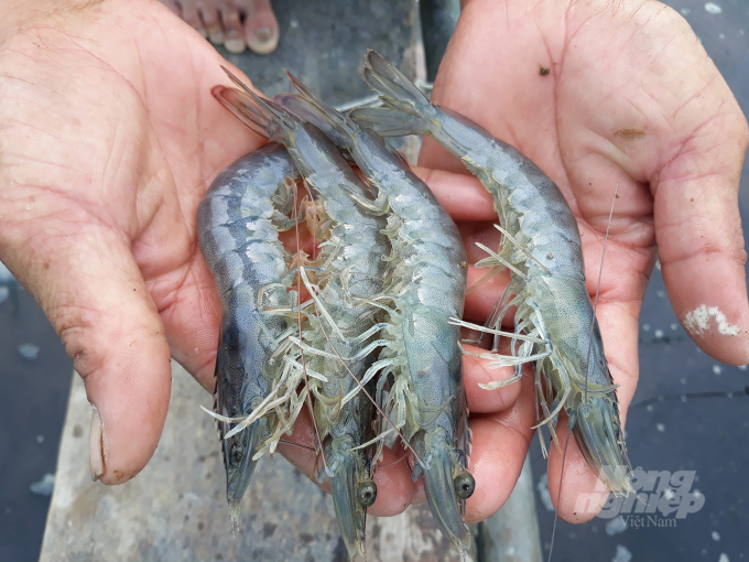 20190412_150035-232151_689.jpg Tôm giống Nghệ An ngày càng tạo dựng được chỗ đứng vững chắc trên thương trường. Ảnh: Việt Khánh.