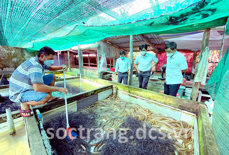 Sóc Trăng: Nuôi con đặc sản dày đặc trong bể xi măng, toàn con to dài, cứ bán 1 đợt nông dân lời 100 triệu - Ảnh 1. Sóc Trăng: Nuôi con đặc sản dày đặc trong bể xi măng, toàn con to dài, cứ bán 1 đợt nông dân lời 100 triệu - Ảnh 1.