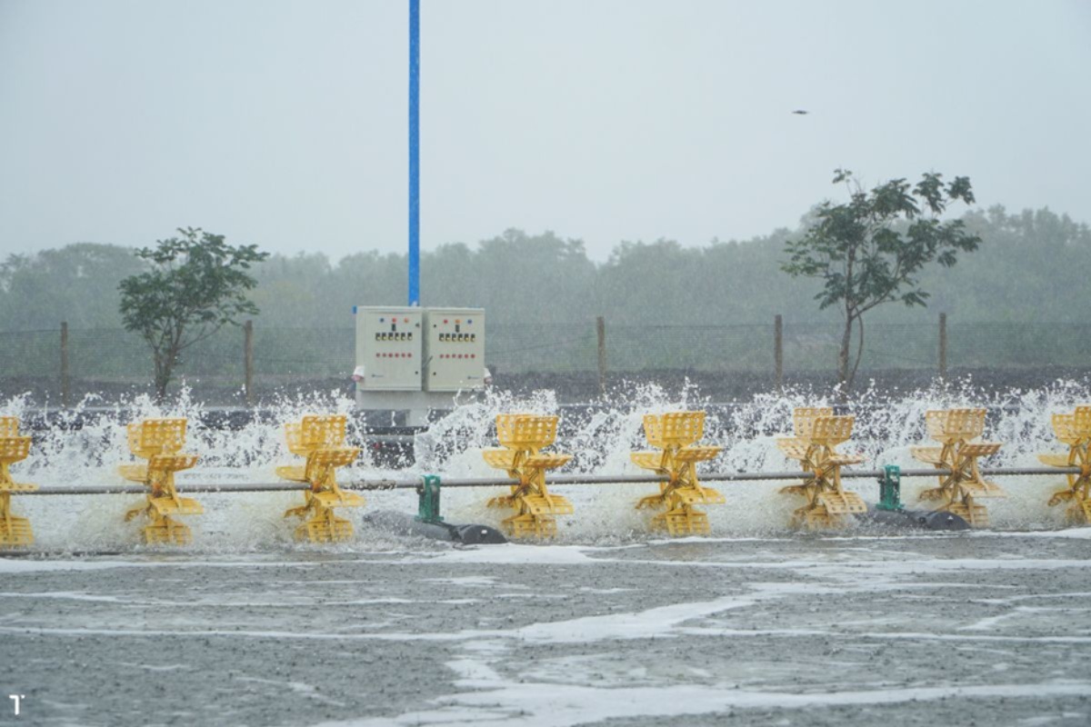 Trời mưa bão tôm sẽ trốn dưới đáy áo