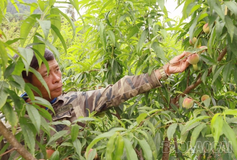 Trồng loại quả ngon, có công dụng cải thiện xương khớp, thần kinh, ở Lào Cai, nông dân đã bán 200 tấn - Ảnh 1. Trồng loại quả ngon, có công dụng cải thiện xương khớp, thần kinh, ở Lào Cai, nông dân đã bán 200 tấn - Ảnh 1.