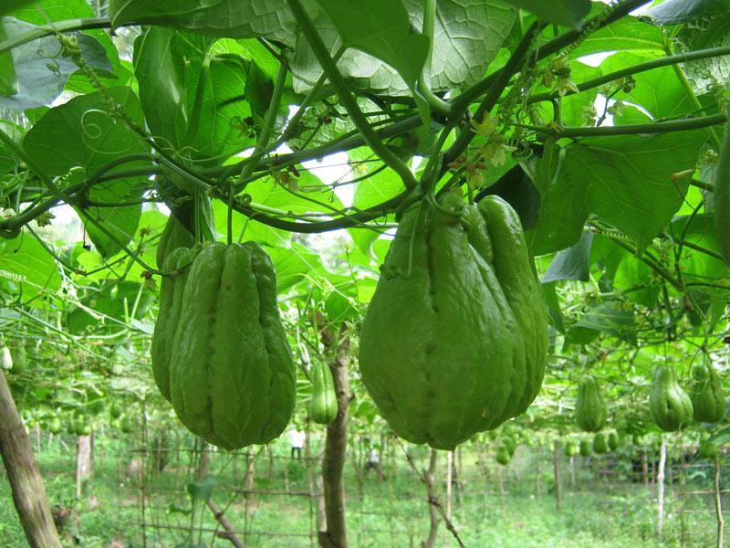 3 loại rau ăn được cả lá lẫn quả, trồng siêu dễ, không cần chăm nhiều mà vẫn "lớn nhanh như thổi" - Ảnh 1. 3 loại rau ăn được cả lá lẫn quả, trồng siêu dễ, không cần chăm nhiều mà vẫn "lớn nhanh như thổi" - Ảnh 1.