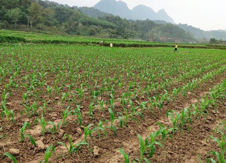 Bắc Giang: Chuyển đổi cơ cấu cây trồng nâng cao giá trị kinh tế - Ảnh 3. Bắc Giang: Chuyển đổi cơ cấu cây trồng nâng cao giá trị kinh tế - Ảnh 3.