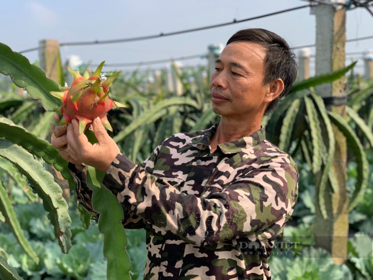 Một xã ở Hà Nam có nhiều tỷ phú, triệu phú nông dân nhờ trồng nho theo công nghệ Nhật Bản, trồng bưởi VietGAP - Ảnh 4. Một xã ở Hà Nam có nhiều tỷ phú, triệu phú nông dân nhờ trồng nho theo công nghệ Nhật Bản, trồng bưởi VietGAP - Ảnh 4.