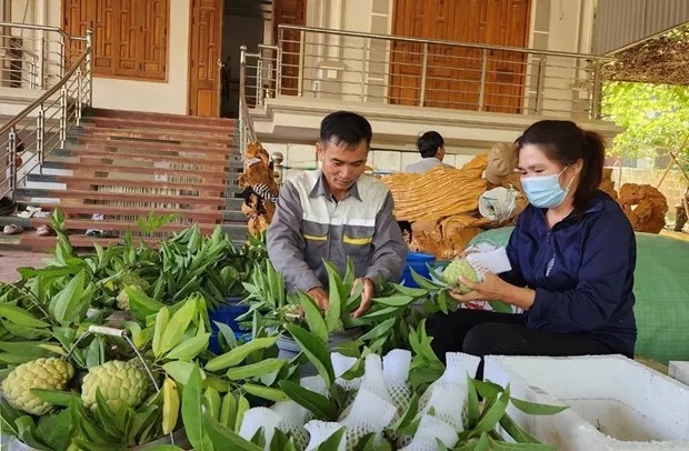 Vùng đất ở Sơn La dân hối hả cắt na Thái, na sầu riêng, trái nào cũng to, cầm nặng tay, thương lái cân hết - Ảnh 5. Vùng đất ở Sơn La dân hối hả cắt na Thái, na sầu riêng, trái nào cũng to, cầm nặng tay, thương lái cân hết - Ảnh 5.