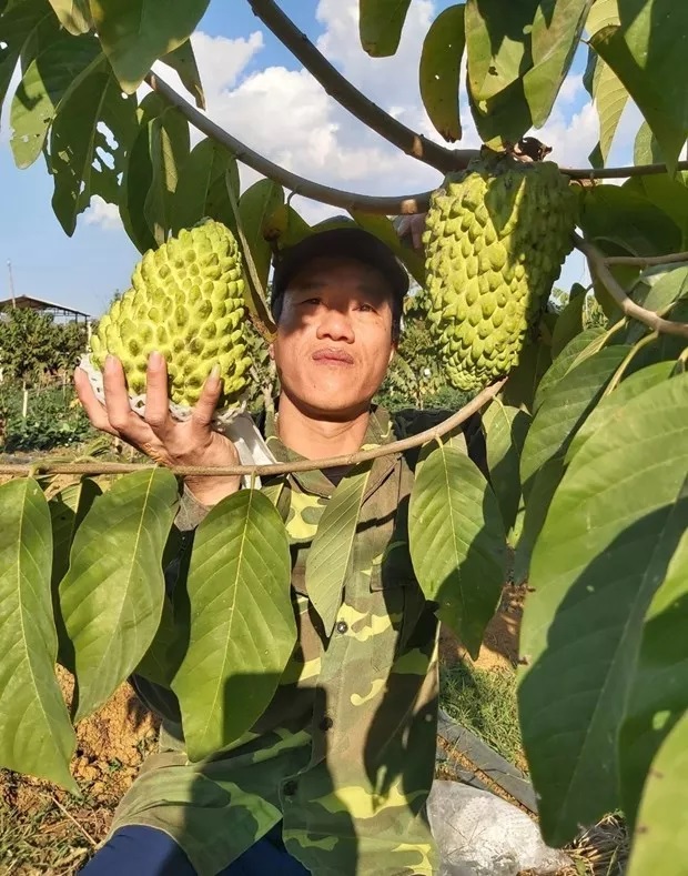 Vùng đất ở Sơn La dân hối hả cắt na Thái, na sầu riêng, trái nào cũng to, cầm nặng tay, thương lái cân hết - Ảnh 1. Vùng đất ở Sơn La dân hối hả cắt na Thái, na sầu riêng, trái nào cũng to, cầm nặng tay, thương lái cân hết - Ảnh 1.