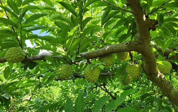 Vùng đất ở Sơn La dân hối hả cắt na Thái, na sầu riêng, trái nào cũng to, cầm nặng tay, thương lái cân hết - Ảnh 3. Vùng đất ở Sơn La dân hối hả cắt na Thái, na sầu riêng, trái nào cũng to, cầm nặng tay, thương lái cân hết - Ảnh 3.