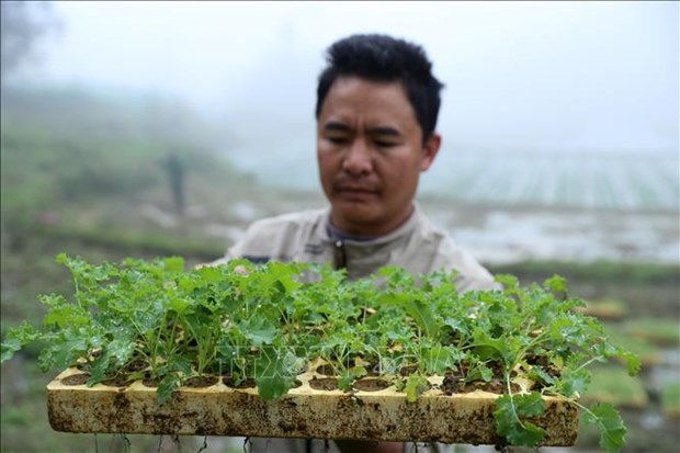 Trồng thứ rau lá xoăn như tóc xù ở Lào Cai, nhà giàu ăn còn mê, cứ 1ha nông dân thu 200 - Ảnh 1. Trồng thứ rau lá xoăn như tóc xù ở Lào Cai, nhà giàu ăn còn mê, cứ 1ha nông dân thu 200 - Ảnh 1.