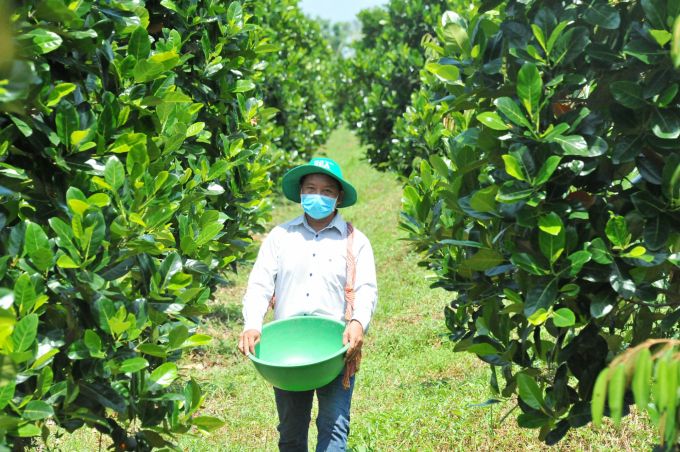 z2884450381679_1a61b342c5143f5d290487a6a92fce67-1421_20211031_309.jpg Trước thực trạng giá phân bón tăng cao, nông dân ngày càng quan tâm hơn việc dùng phân hữu cơ. Ảnh: Minh Đảm.