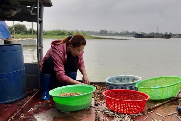 Dòng sông Hồng mùa này dân Hưng Yên ra săn loài côn trùng làm đặc sản ...