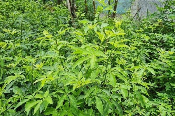 4 loại rau rừng vừa lạ vừa ngon, có loại được ví như “nhân sâm quý