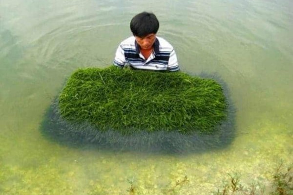 Rong biển Việt Nam là 