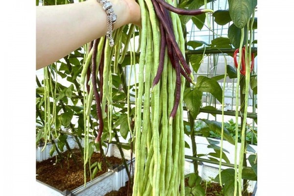 Loại rau giá rẻ, là 