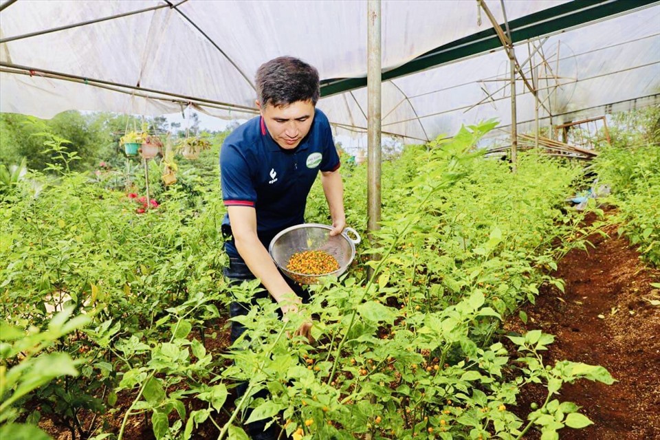 Loại ớt lạ cây như cây cảnh, trái tròn như hòn bi, vàng như mỡ gà, trồng ở Đắk Nông hái trái bán 5 triệu/kg - Ảnh 1.