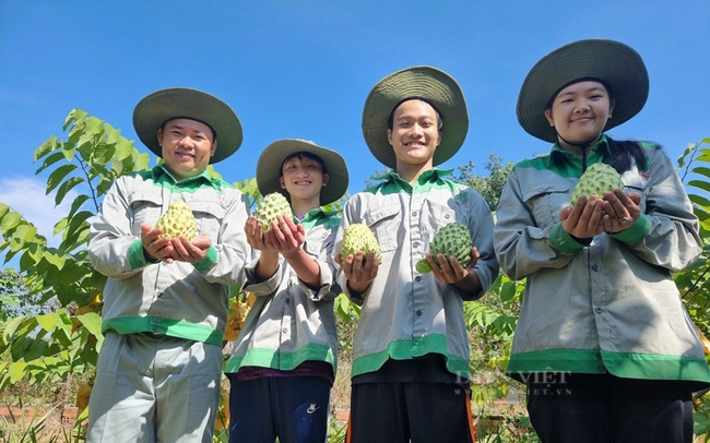0 HTX Nông nghiệp Bình Dương là đơn vị tiên phong thuần dưỡng và trồng thương phẩm thành công cây na dứa Đài Loan ở Bình Dương. Ảnh: V.T
