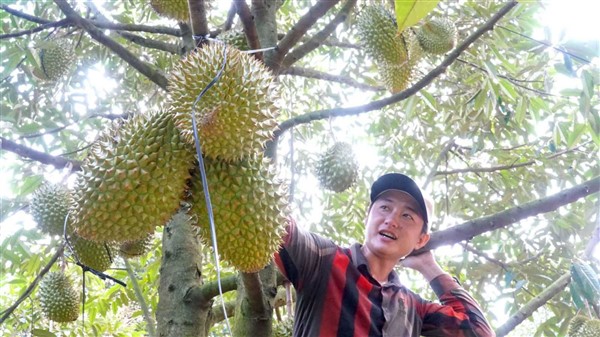 Một xã của Tây Ninh có 1.000ha sầu riêng, 800ha đang cho trái, cứ 1ha trồng sầu riêng thu 800-900 triệu - Ảnh 2.