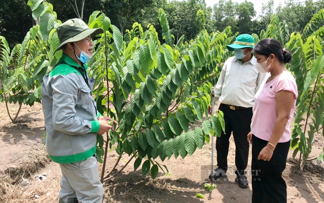 Hội nông dân huyện Phú Giáo tham quan mô hình trồng na dứa Đài Loan ở HTX Nông nghiệp Bình Dương. Ảnh: V.T