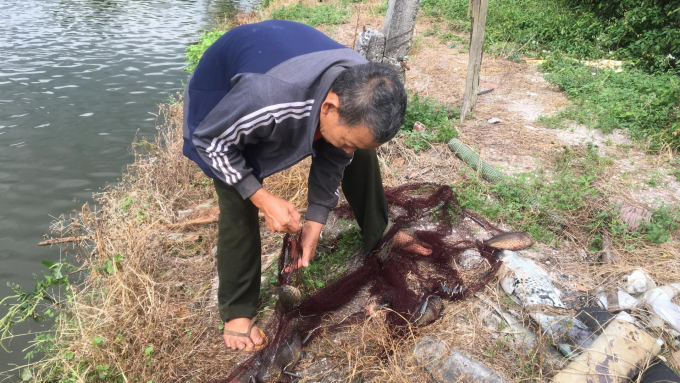 Ông Bích kiểm tra cá sinh trưởng. Ảnh: Trọng Trung.