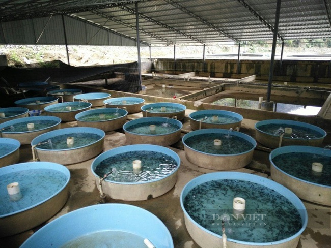 Nữ nông dân giỏi người dân tộc Giáy chia sẻ cách thuần phục loài cá đặc sản thu 1,6 tỷ đồng/năm - Ảnh 4. Nữ nông dân giỏi người dân tộc Giáy chia sẻ cách thuần phục loài cá đặc sản thu 1,6 tỷ đồng/năm - Ảnh 4.