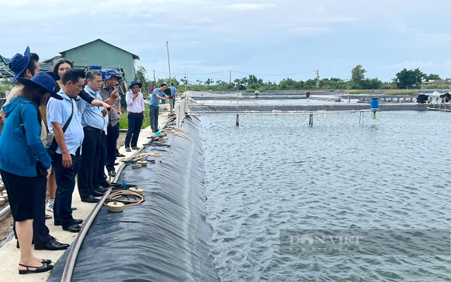 Nông dân nuôi tôm ở huyện Cần Giờ, TPHCM. Ảnh: Trần Khánh Nông dân nuôi tôm ở huyện Cần Giờ, TPHCM. Ảnh: Trần Khánh
