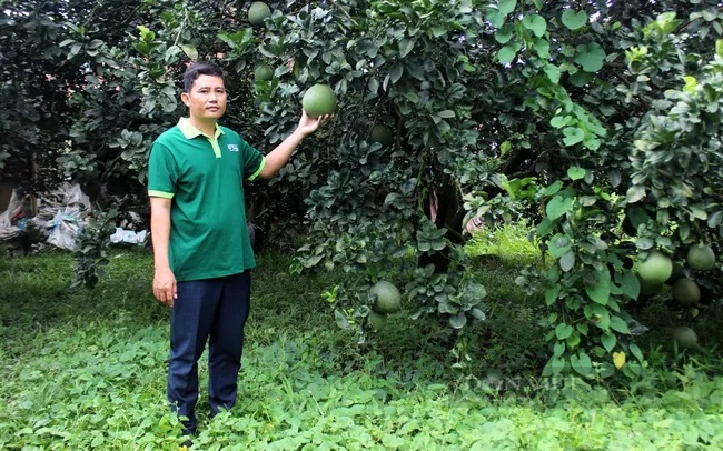 Anh Lê Minh Sang bên vườn cây ăn quả của HTX Tân Mỹ. Ảnh: Nguyên Vỹ