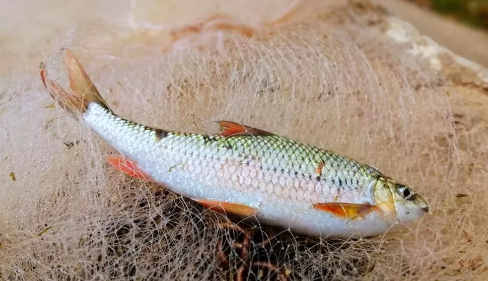 Loài cá xưa chỉ nhà nghèo mới ăn, giá cực rẻ nay thành đặc sản nhà khá giả "đỏ mắt" tìm mua - Ảnh 2.