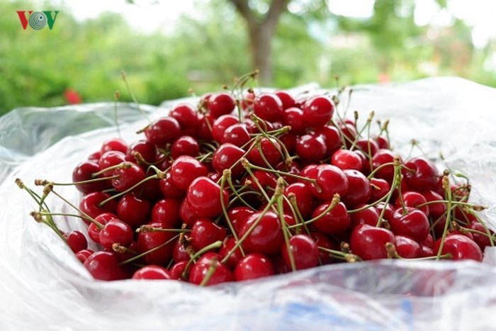 Loại quả dại nước ngoài ở cho chẳng ai buồn lấy, về Việt Nam lại có giá "giật mình" - Ảnh 10.