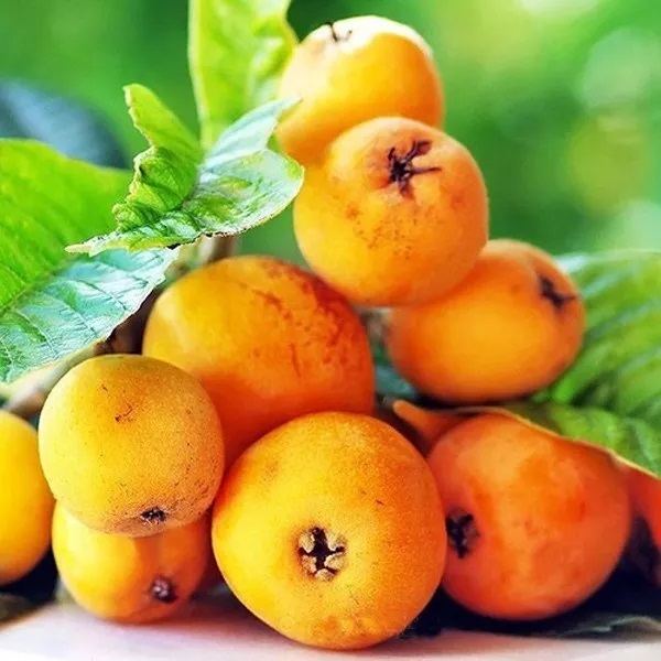 Loại quả dại nước ngoài ở cho chẳng ai buồn lấy, về Việt Nam lại có giá "giật mình" - Ảnh 6.