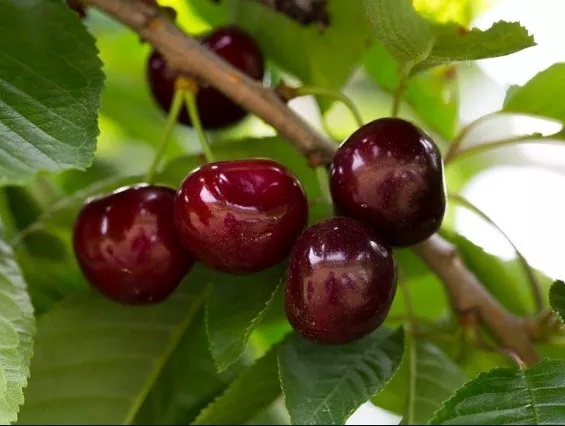 Loại quả dại nước ngoài ở cho chẳng ai buồn lấy, về Việt Nam lại có giá "giật mình" - Ảnh 11.