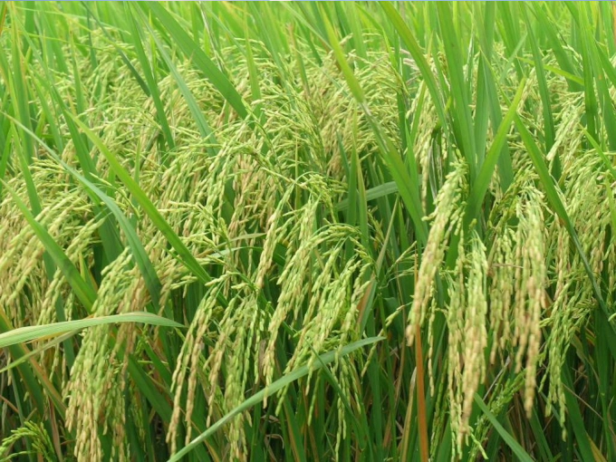 Phòng chống tốt, lúa không bị đạo ôn, được mùa lớn.
