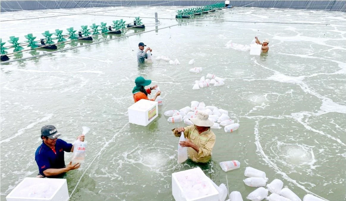 Từ đầu năm 2025 đến nay, tỉnh Trà Vinh đã thu hoạch được hơn 101.500 tấn thủy sản, cao hơn 4.329 tấn so với cùng kỳ năm 2024. Ảnh: Phạm Tiếng.