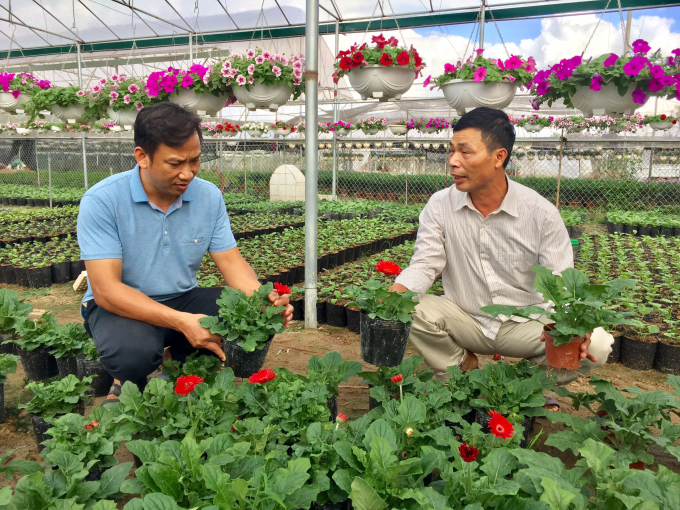 anh-1-hien-tai-ong-oanh-cung-cap-ra-thi-truong-40--50-van-cay-giong-hoa-dong-tien-lan-dai-chau-cho-doanh-thu-5-ty-dong-tren-nam-145935_120.jpg Ông Phan Ngọc Oanh cho biết cây được nhận giống bằng phươngpháp nuôi cấy mô có ưu điểm sạch bệnh, thừa hưởng đặc tính như cây cây mẹ. Ảnh: Hoàng Dân.