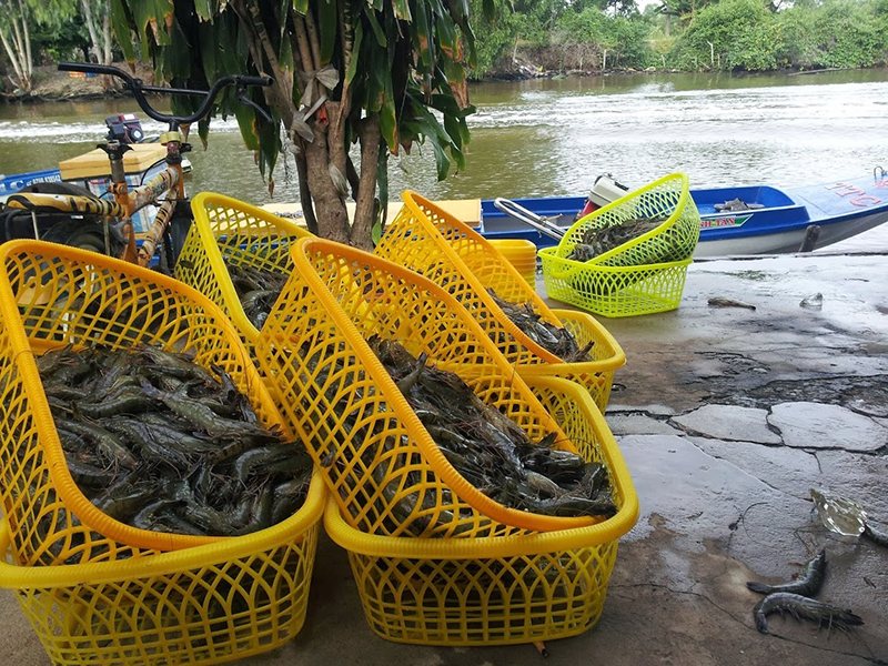 Mẻ tôm tươi vừa thu hoạch được phân loại kĩ càng trước khi giao cho thương lái.