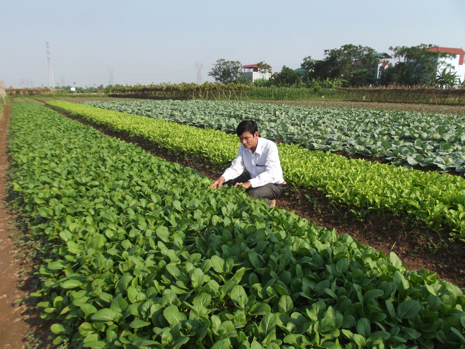 Nông dân Bắc Ninh phát triển nhiều mô hình hiệu quả từ vốn Quỹ HTND - Ảnh 1. Nông dân Bắc Ninh phát triển nhiều mô hình hiệu quả từ vốn Quỹ HTND - Ảnh 1.