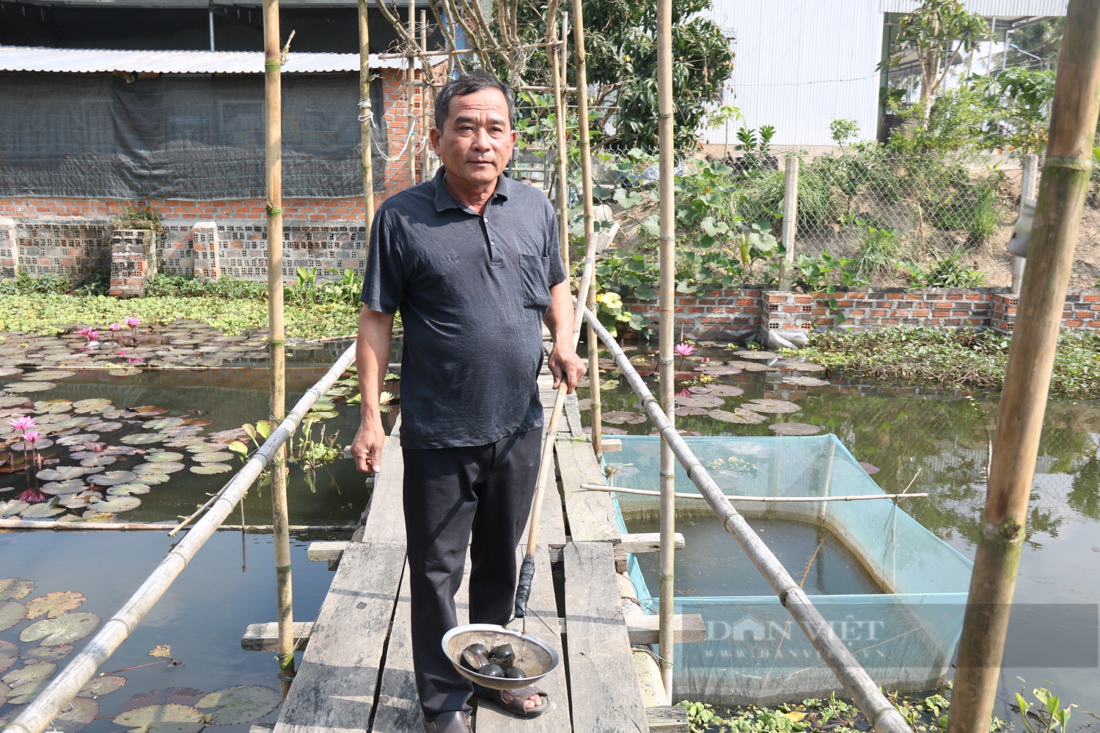 Nông dân Gia Lai có thu nhập ổn định từ nuôi ốc bưu đen - Ảnh 3.