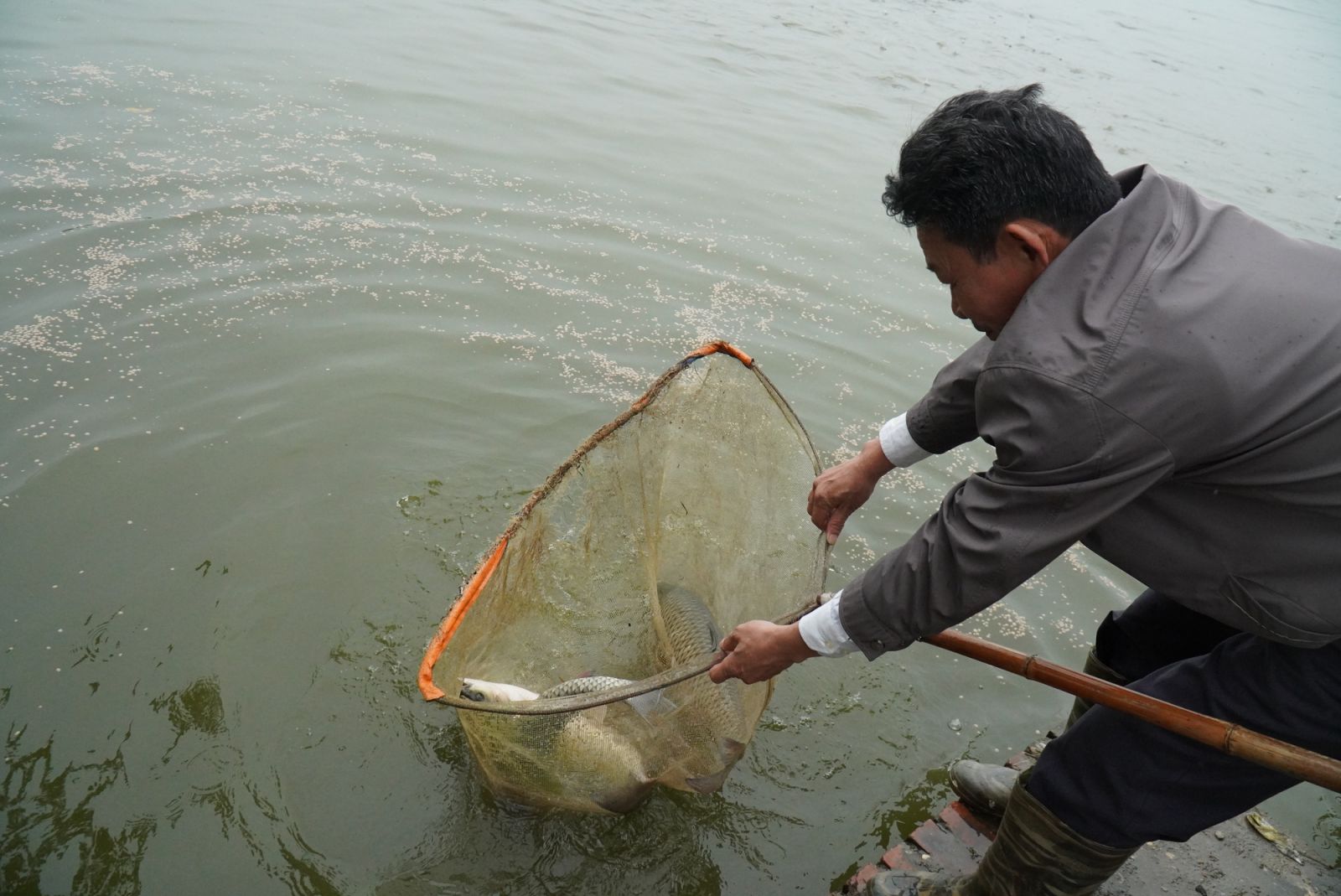 Bắc Ninh: Cá nuôi tăng 3-4 lần về sản lượng, Chủ tịch Hội Nông dân xã Xuân Lai vẫn lo vì điều này - Ảnh 3.
