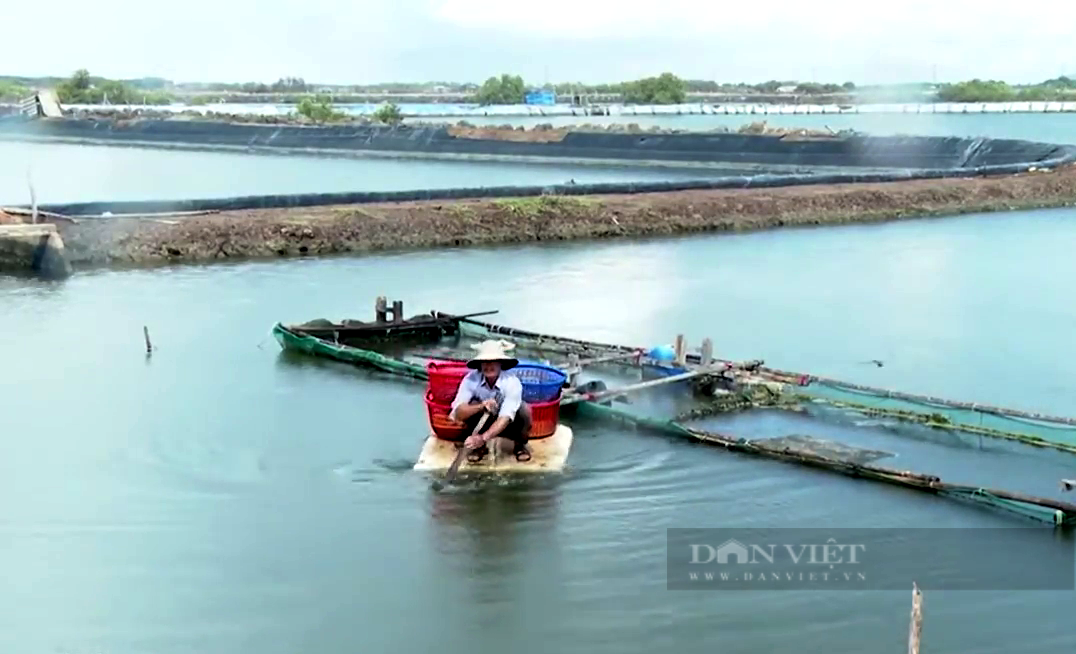 Bà Rịa – Vũng Tàu: Nuôi cá đặc sản này, anh nông dân chưa bao giờ lỗ, mỗi năm lời nửa tỷ  - Ảnh 1.