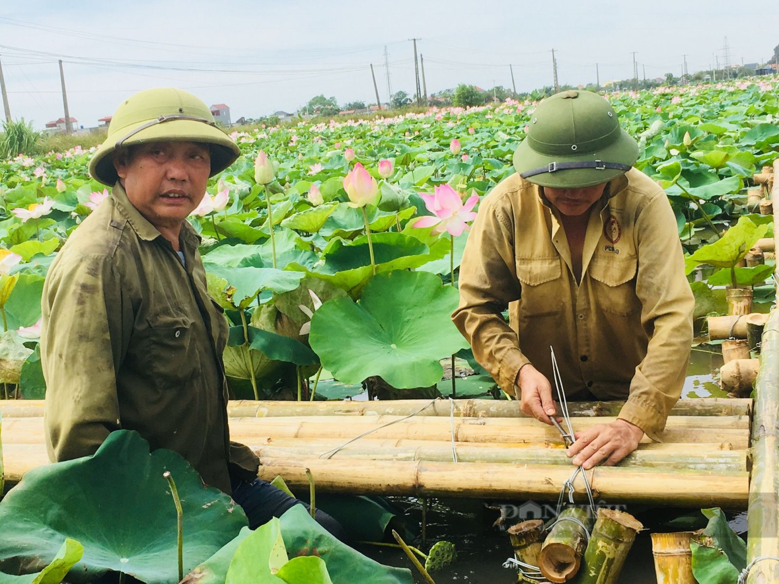 Ninh Bình: Hiệu quả từ mô hình trồng giống sen mới theo chuỗi giá trị - Ảnh 3.