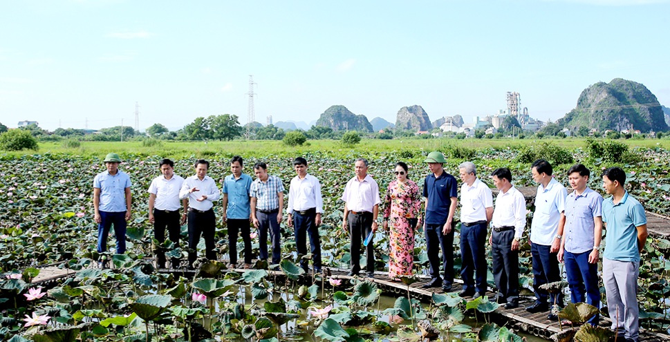 Ninh Bình: Hiệu quả từ mô hình trồng giống sen mới theo chuỗi giá trị - Ảnh 1.