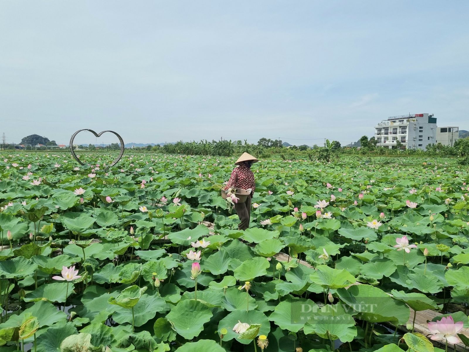 Ninh Bình: Hiệu quả từ mô hình trồng giống sen mới theo chuỗi giá trị - Ảnh 2.